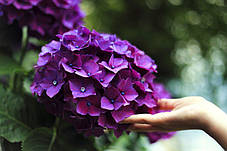 Гортензія крупнолисна Ховарія Хобержин \ Hydrangea macrophylla Hovaria Hobergine ( саджанці 3 роки ), фото 3