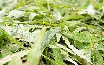 Иван-чай листовой