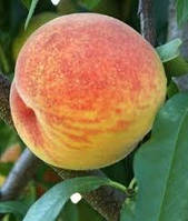 Саджанці персика Віргіл Т-4 (Vigril)