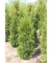 Туя західна Брабант Р9 25-27 (Thuja осcidentalis Brabant )