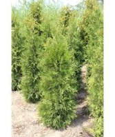 Туя западная Брабант Р9 25-27 (Thuja оccidentalis Brabant )