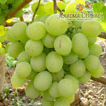 Саджанці винограду сорт Талісман, фото 2