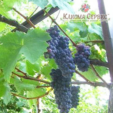 Саджанці винограду сорт Чорна перлина, фото 2