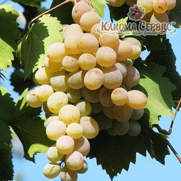 Саджанці винограду сорт Бьянка, фото 2