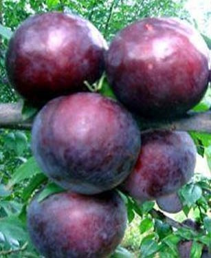 Слива диплоїдна Анжеліно (пізня), фото 1