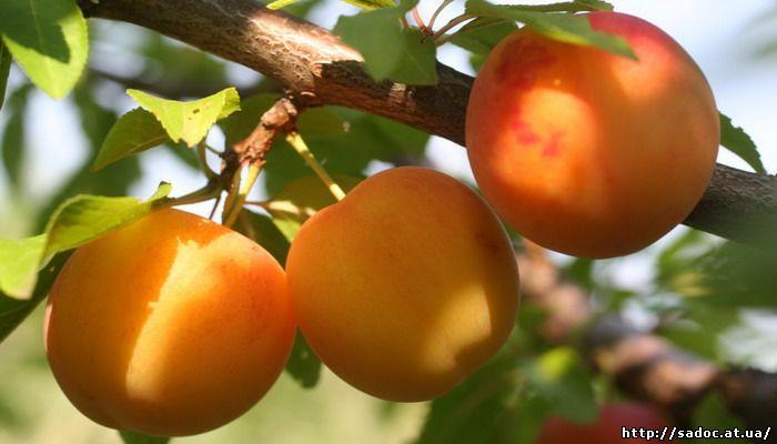 Алича диплоїдна Байрон Голд (пізній), фото 1