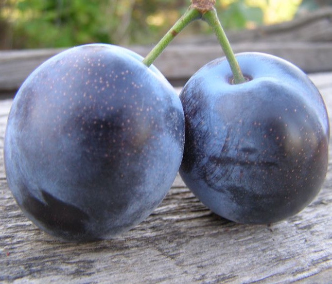 Слива диплоїдна Блек Голд (середньостигла), фото 1