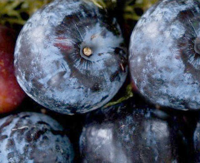 Алича диплоїдна Ельдорадо (пізня), фото 1