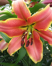 Лілія ОТ-гібрид Red Hot (Ред Хат) 1 цибулина 14/16