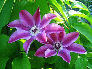 Клематис Capitan Thuilleaux (Капітан Туллекс), фото 2