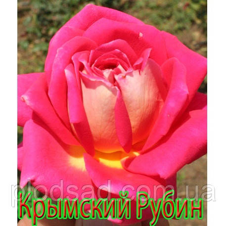 Троянда чайно-гібридна Кримський рубін