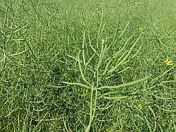 Озимий ріпак сорт Габріелла 270-280 днів. Високоврожайний зимостійкий ріпак сорт Габріелла Угорщина 5-5.5 гр/1000шт. Середня врожайність 38-42ц/га.