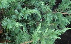 Ялівець китайський San Jose (Сан-Хосе), контейнер р9 D 10-15 см