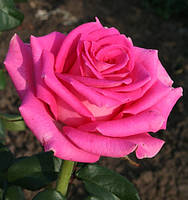 Троянда чайно-гібридна Топаз