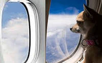 Авіапереліт з собакою