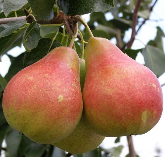 Груша Харрову Світ (зимова), фото 1