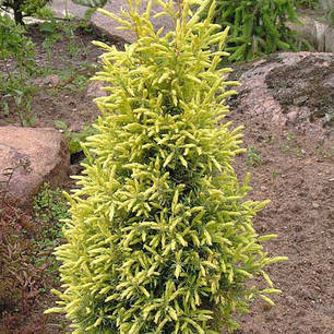 Ялівець звичайний Gold Cone (Голд Кон), контейнер 3 л H 25-30 см, фото 2