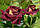 Троянда чайно-гібридна Едді Мітчелл, фото 2