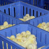 Ящик для перевезення курчат, 4 відділення, фото 5