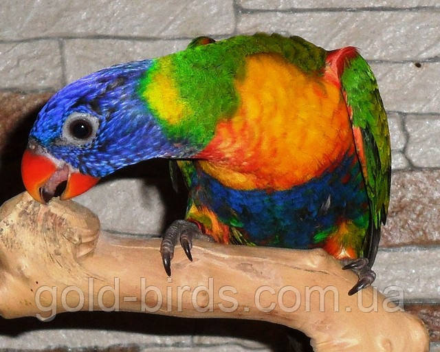 Көршіңізді оның керемет жағын көрсетуге қалай тартуға болады Сексуалды латекс фотосуреті