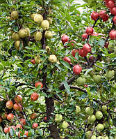 Яблуня дерево-сад (Глостер + Фуджі + Граф Езо)