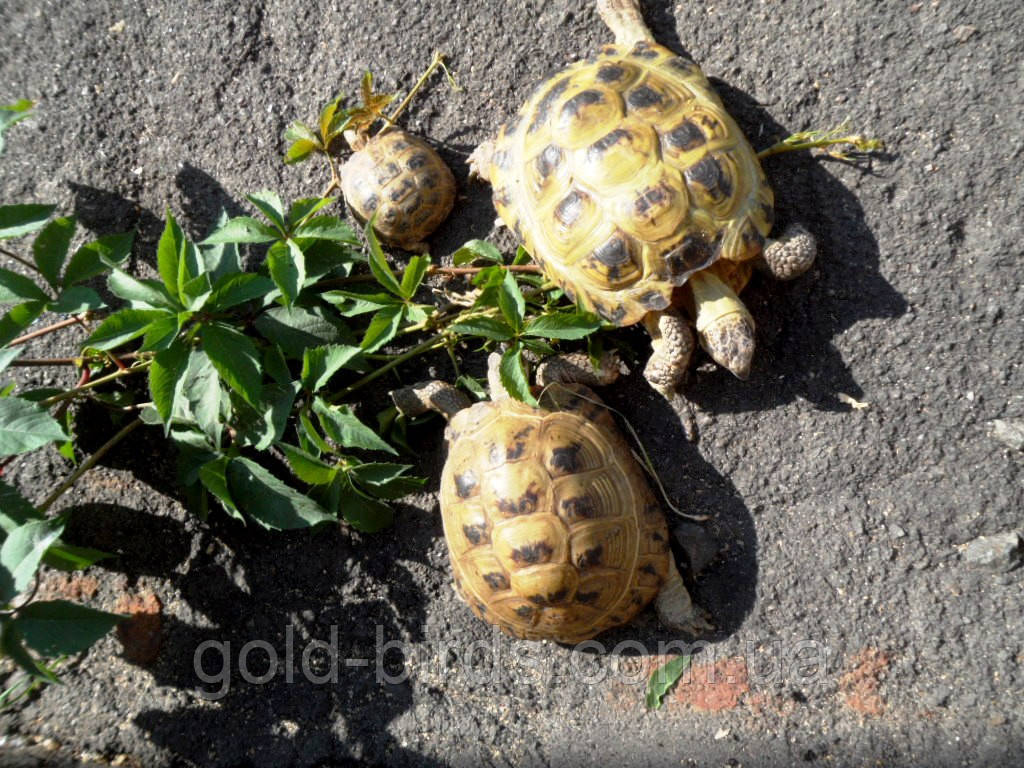 Среднеазиатская черепаха - фото 2 - id-p562705785