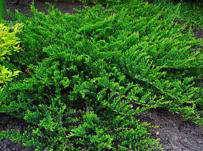 Ялівець горизонтальний Принц Оф Уельс \ Juniperus Prince of Wales (С 1.5) саджанці, фото 4