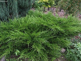 Ялівець середній Мінт Джулеп \ Juniperus chinensis 'Mint Julep' ( С 1.5л) саджанці, фото 2