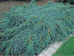 Ялівець лускатий Блю Карпет \ Juniperus squamata Blue Carpet ( С1.5л) саджанці, фото 2