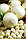 Цибуля-сіянка Сноубол 0,5 кг (Голландія), фото 2