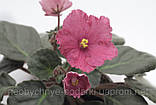 Tropical Sherbet, фото 3