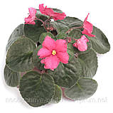 Tropical Sherbet, фото 4