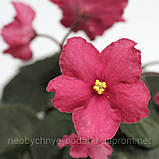 Tropical Sherbet, фото 5