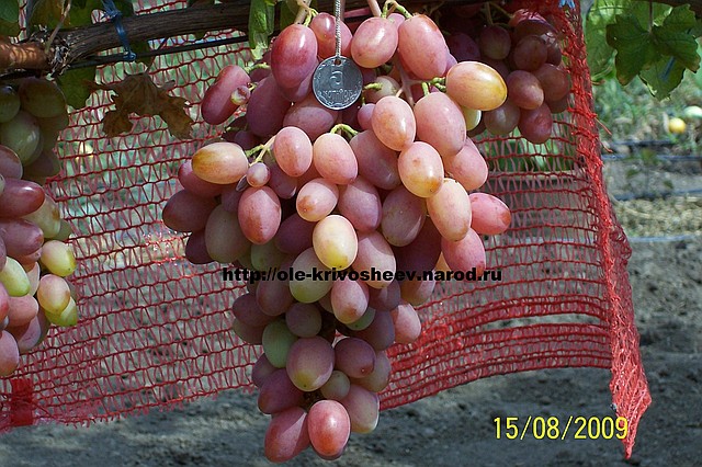Саджанці винограду Ксинія
