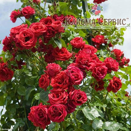 Троянда плетиста сорт «Naheglut», фото 2