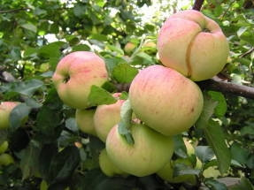 Саджанці яблуні " Піонер "