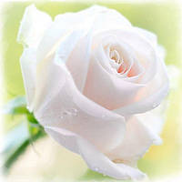 Віддушка для мила Троянда біла,Роскосметика (посилена концентрація)