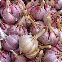 Чеснок озимый сорт Гермидор 60+ (фиолетовый) 200 граммов TOP Onion