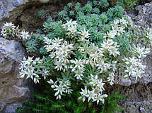 Очиток (седум) іспанський, фото 4