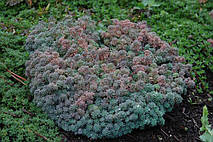 Очиток (седум) іспанський, фото 5