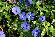 Барвінок малий ботанічний (Vinca minor) в контейнері, фото 6