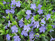 Барвінок малий ботанічний (Vinca minor) в контейнері, фото 5
