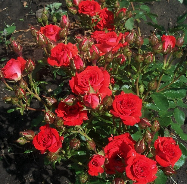 Троянда бордюрна Ред Хард