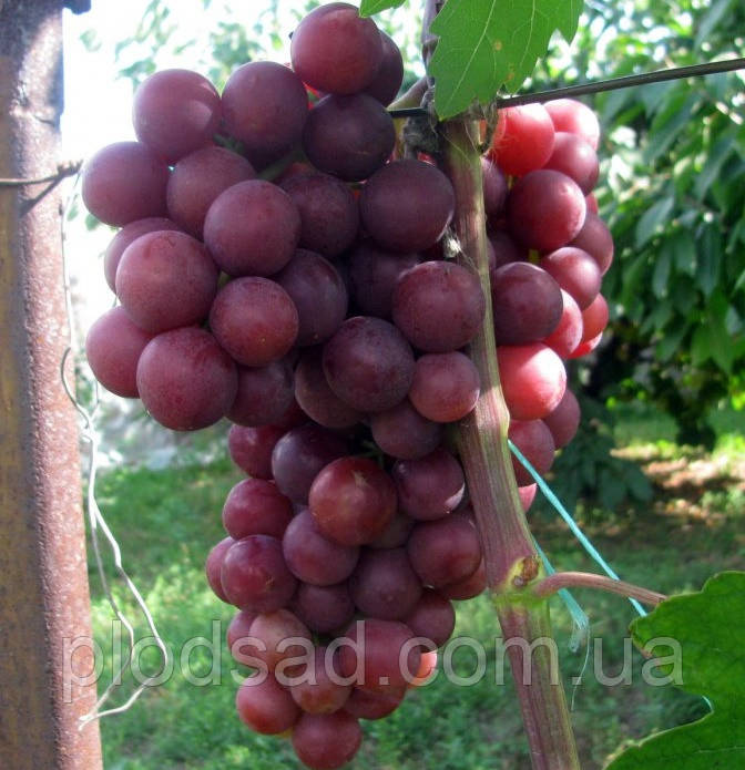 Виноград Ніна