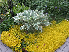 Очиток (седум) їдкий, фото 2