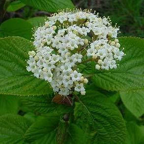 Калина гордовина, контейнер 3 л H 25-30 см, фото 1