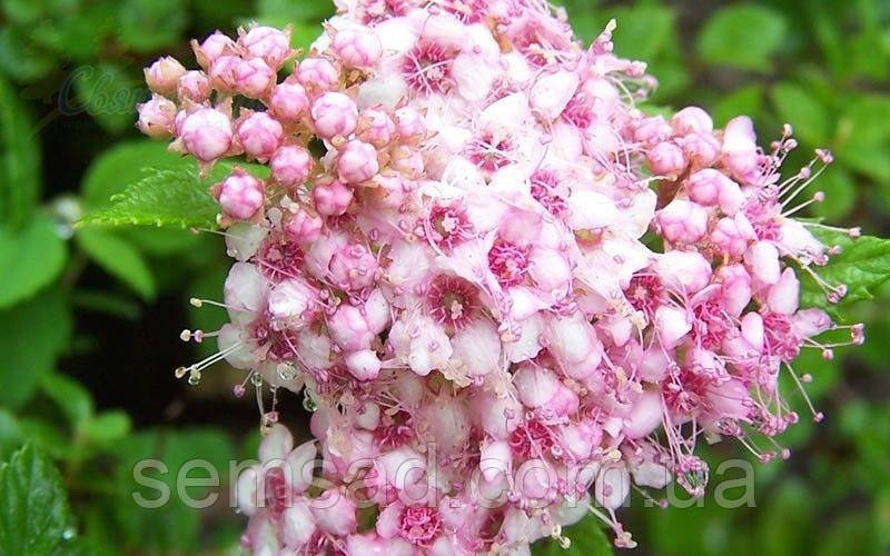 Спирея японская "Литтл Принцесс"\ Spiraea japonica 'Little Princess' ( саженцы 3 года ЗКС) - фото 3 - id-p565013203