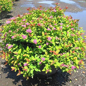 Спірея японська "Літтл Принцес"\ Spiraea japonica 'Little Princess' ( саджанці 3 роки ЗКС), фото 2