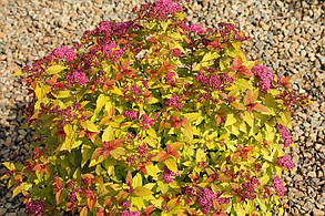 Спірея японська "Голдмаунд" \ spiraea japonica Goldmound ( саджанці 3 роки ЗКС), фото 3