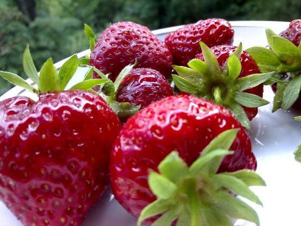 Як вирощувати суницю на балконі